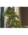 KENGAI - BONSAI 74CM